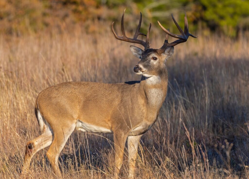 Preparing for Hunting Season 2023: What you need to know | THE SHED KNIVES BLOG #51